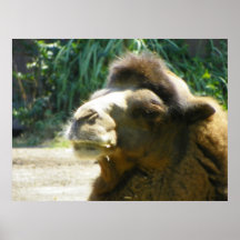 camel up close posing for camera poster