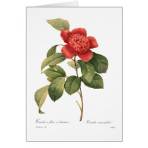 Camellia Cards