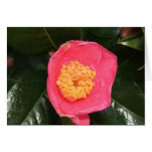 Camellia cards