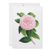 Camellia, Duchesse De Nassau Announcements