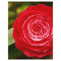 Camellia Flyer Design