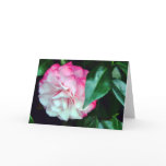 Camellia Nature Card