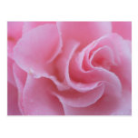 Camellia Post Card