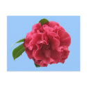Camellia Postcard