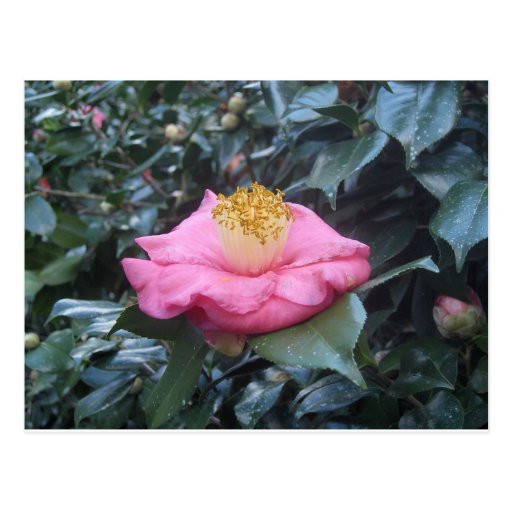 Camellia Postcard