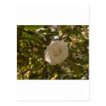 Camellia Postcards
