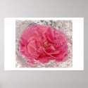 Camellia posters