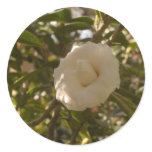 Camellia stickers