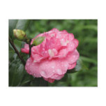 Camellia with water drops