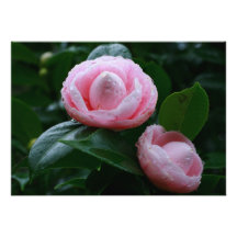 Camellias Announcement