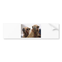 Camels Bumper Stickers