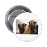 Camels Buttons
