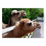 Camels Greeting Cards