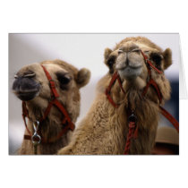Camels Card