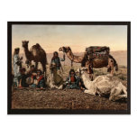 Camels halting in the desert, Holy Land vintage Ph Postcards
