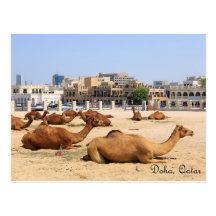 Camels in Doha Post Cards