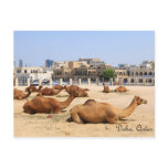 Camels in Doha postcards