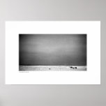 Camels in Jordan Desert (B&W) posters