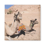 Camels in the desert at St. Catherine's magnets