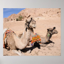 Camels in the desert at St. Catherine's