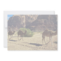 Camels in the desert of Wadi Rum, Jordan Desert Invitation