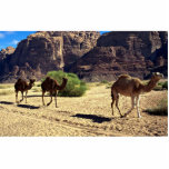 Camels in the desert of Wadi Rum, Jordan Desert photo sculptures