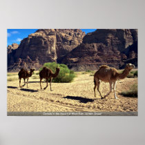 Camels in the desert of Wadi Rum, Jordan Desert Print