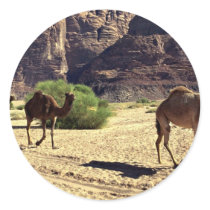 Camels in the desert of Wadi Rum, Jordan Desert Stickers