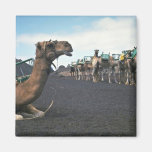 Camels, Lanzarote Fridge Magnet