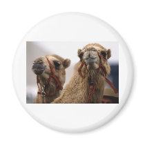 Camels Magnets