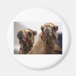 Camels Magnets
