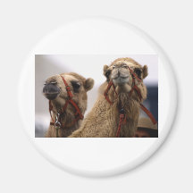 Camels Magnets
