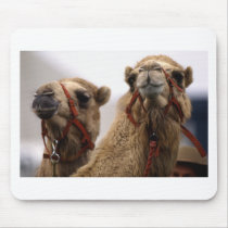 Camels Mousemats