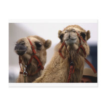 Camels Post Card