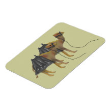 Camels Premium Magnet