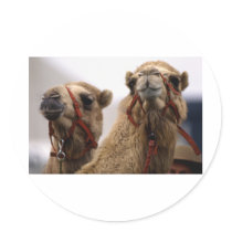 Camels Round Sticker