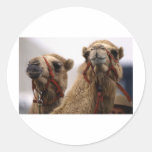 Camels Round Sticker