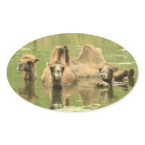 Camels