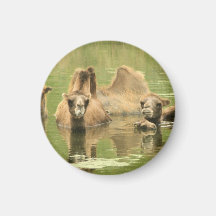 Camels Yum Magnet