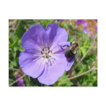 Camera Shy Bumble Bee Post Card