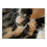 Camo Kitten cards