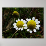 Camomile posters
