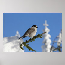 Camp Robber ("Grey Jay") perched on snowy tree Print