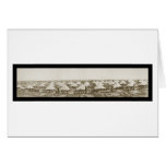 Camp Wilson Texas WWI Photo 1916 Cards