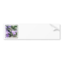 Campanula Flowers Bumper Sticker
