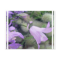 Campanula Flowers Postcard