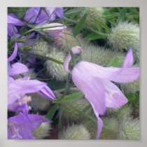Campanula Flowers Poster Print