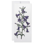 Campanula Sibirica rack cards