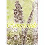 Campanule