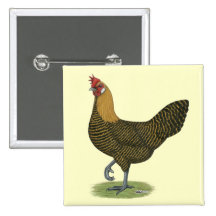 Campine:  Golden Hen
